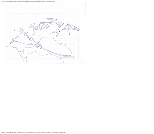 Endangered species of the U.S. Virgin Islands - Page 38