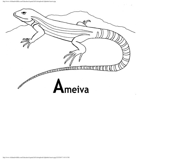 Alphabet coloring book : animals of the U.S. Virgin Islands - Page 5