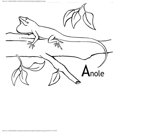 Alphabet coloring book : animals of the U.S. Virgin Islands - Page 6