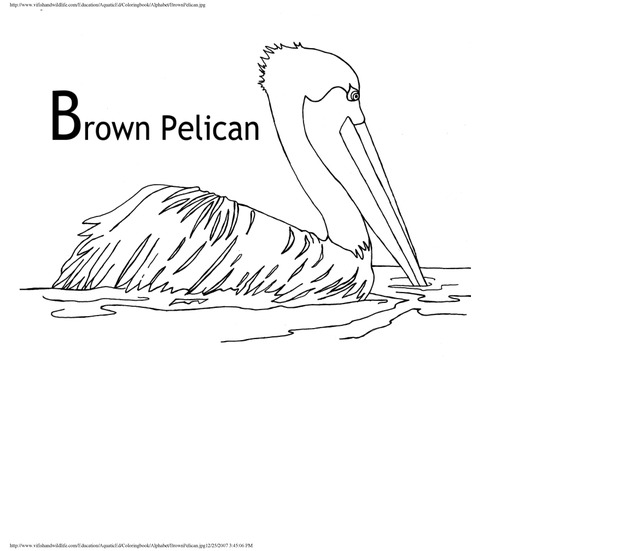 Alphabet coloring book : animals of the U.S. Virgin Islands - Page 8