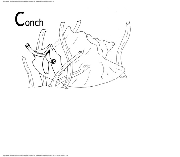 Alphabet coloring book : animals of the U.S. Virgin Islands - Page 9