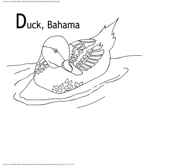 Alphabet coloring book : animals of the U.S. Virgin Islands - Page 12