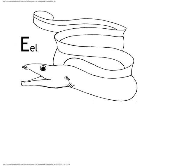 Alphabet coloring book : animals of the U.S. Virgin Islands - Page 13