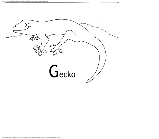 Alphabet coloring book : animals of the U.S. Virgin Islands - Page 17