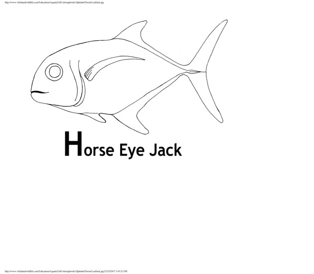 Alphabet coloring book : animals of the U.S. Virgin Islands - Page 20