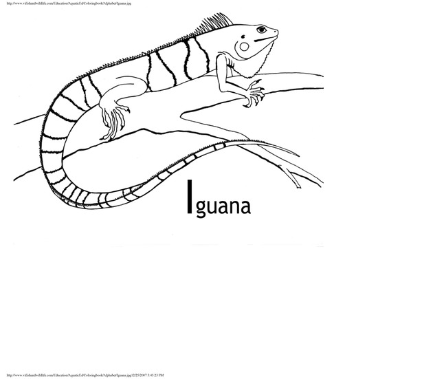 Alphabet coloring book : animals of the U.S. Virgin Islands - Page 21