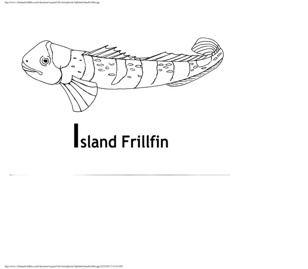 Alphabet coloring book : animals of the U.S. Virgin Islands - Page 22