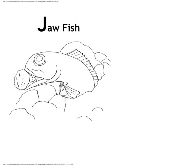 Alphabet coloring book : animals of the U.S. Virgin Islands - Page 23