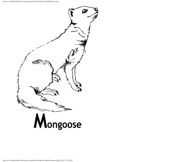 Alphabet coloring book : animals of the U.S. Virgin Islands - Page 30