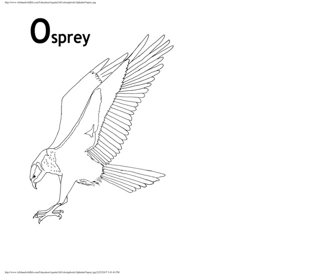 Alphabet coloring book : animals of the U.S. Virgin Islands - Page 34