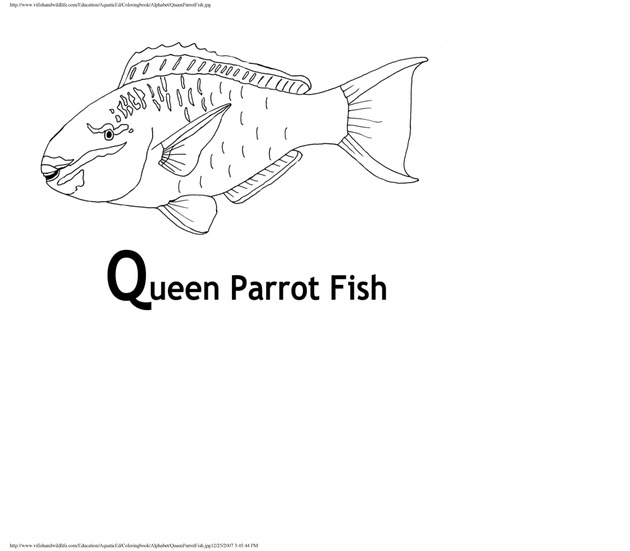 Alphabet coloring book : animals of the U.S. Virgin Islands - Page 37