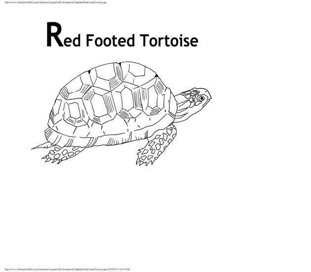 Alphabet coloring book : animals of the U.S. Virgin Islands - Page 39