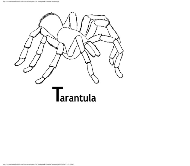 Alphabet coloring book : animals of the U.S. Virgin Islands - Page 43