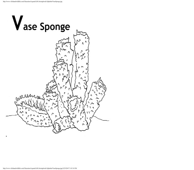 Alphabet coloring book : animals of the U.S. Virgin Islands - Page 46