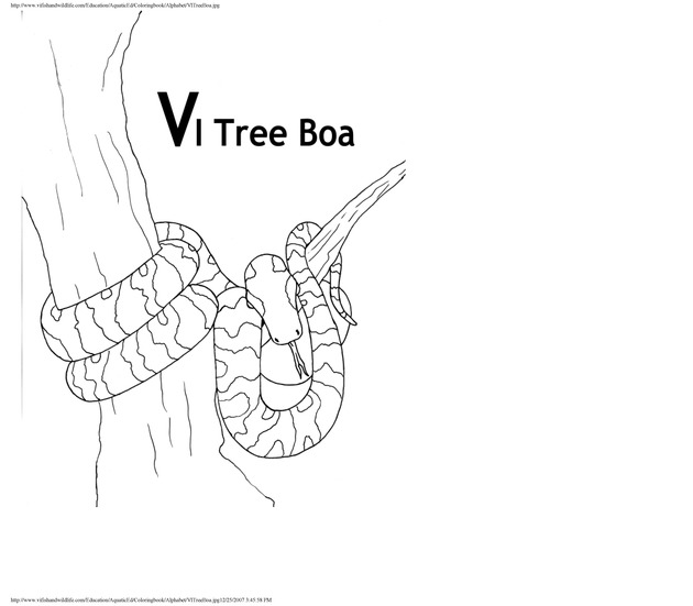 Alphabet coloring book : animals of the U.S. Virgin Islands - Page 47