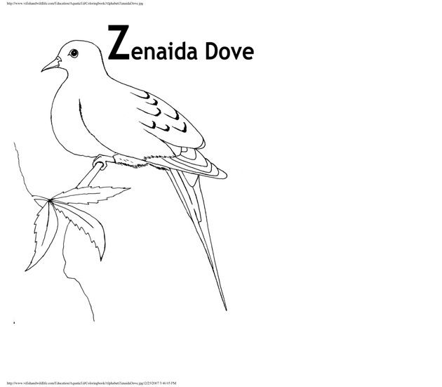 Alphabet coloring book : animals of the U.S. Virgin Islands - Page 53