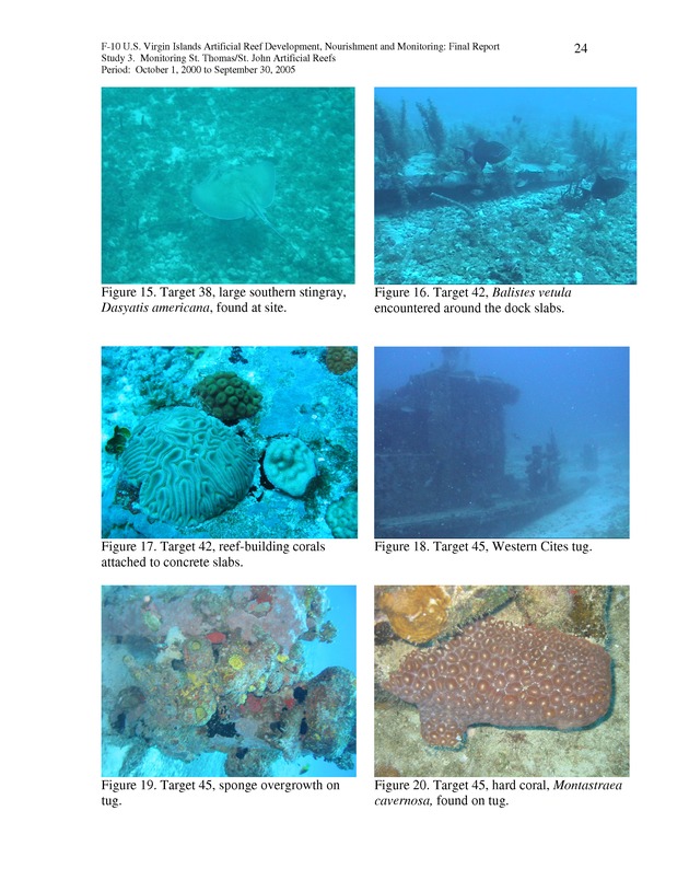 Results of St. Thomas/St. John, U.S. Virgin Islands artificial reef monitoring surveys (October 1, 2000 to September 30, 2005) - Page 24