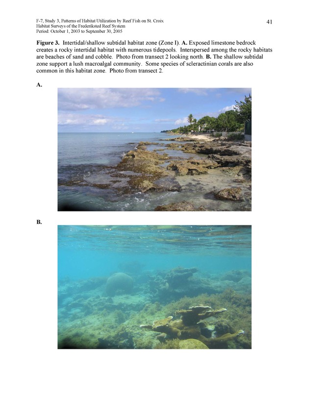 Habitat surveys of the Frederiksted reef system of western St. Croix with observations on cross-shelf distribution patterns of fishes - Page 41