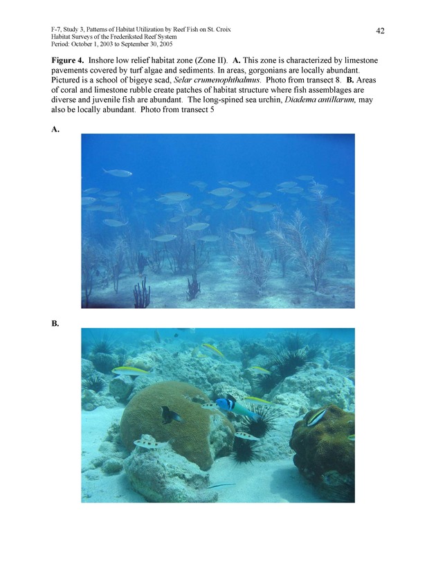 Habitat surveys of the Frederiksted reef system of western St. Croix with observations on cross-shelf distribution patterns of fishes - Page 42