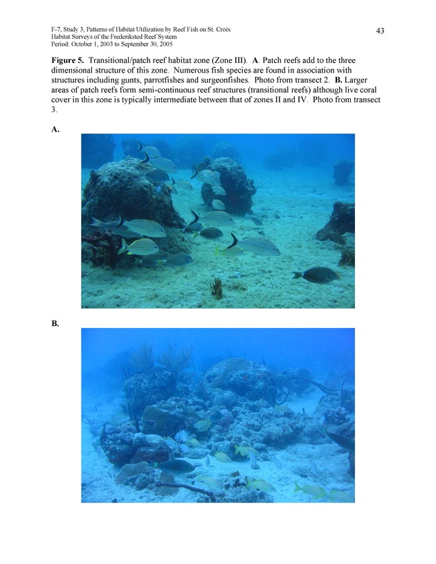 Habitat surveys of the Frederiksted reef system of western St. Croix with observations on cross-shelf distribution patterns of fishes - Page 43