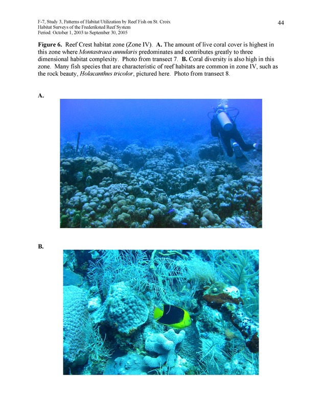 Habitat surveys of the Frederiksted reef system of western St. Croix with observations on cross-shelf distribution patterns of fishes - Page 44