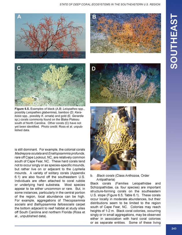 The state of deep coral ecosystems of the United States : 2007 - Page 243