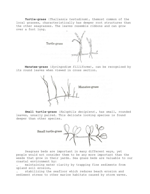 Seagrasses of the Virgin Islands - Page 2