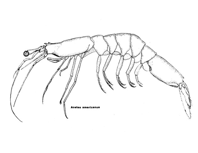 Ecology and potential economic importance of shrimp of the genus Acetes in the Caribbean - Frontispiece