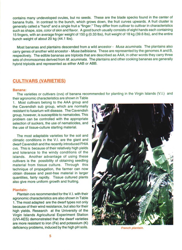 Growing banana and plantain in the Virgin Islands - Page 5