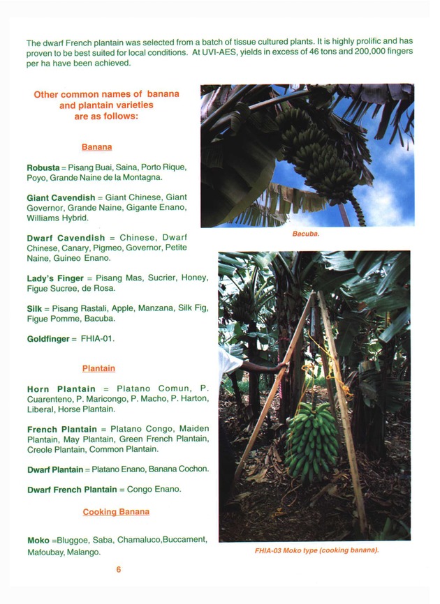 Growing banana and plantain in the Virgin Islands - Page 6