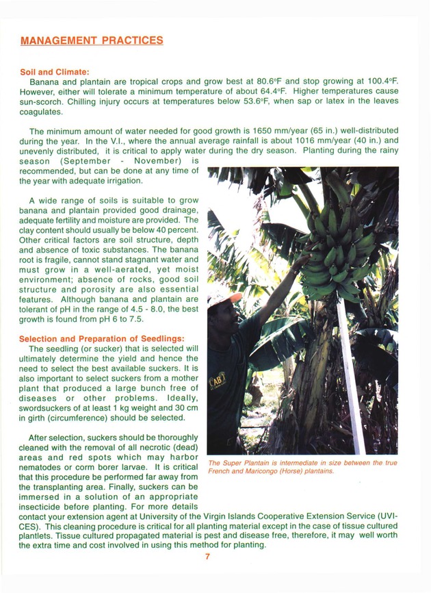 Growing banana and plantain in the Virgin Islands - Page 7