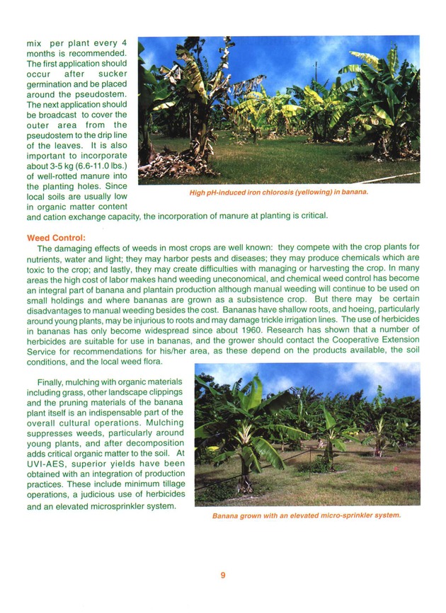 Growing banana and plantain in the Virgin Islands - Page 9