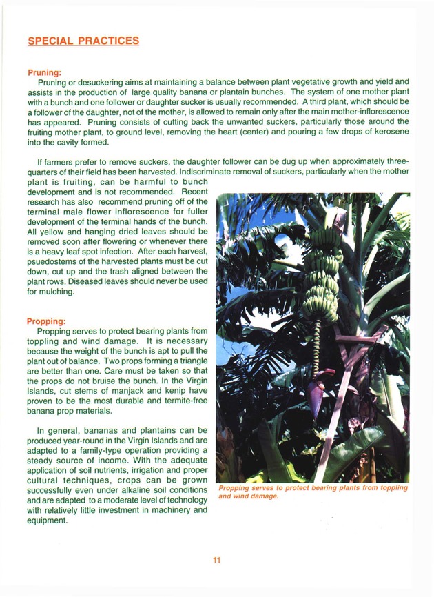 Growing banana and plantain in the Virgin Islands - Page 11