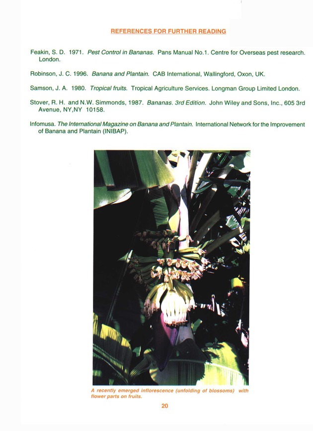 Growing banana and plantain in the Virgin Islands - Page 20