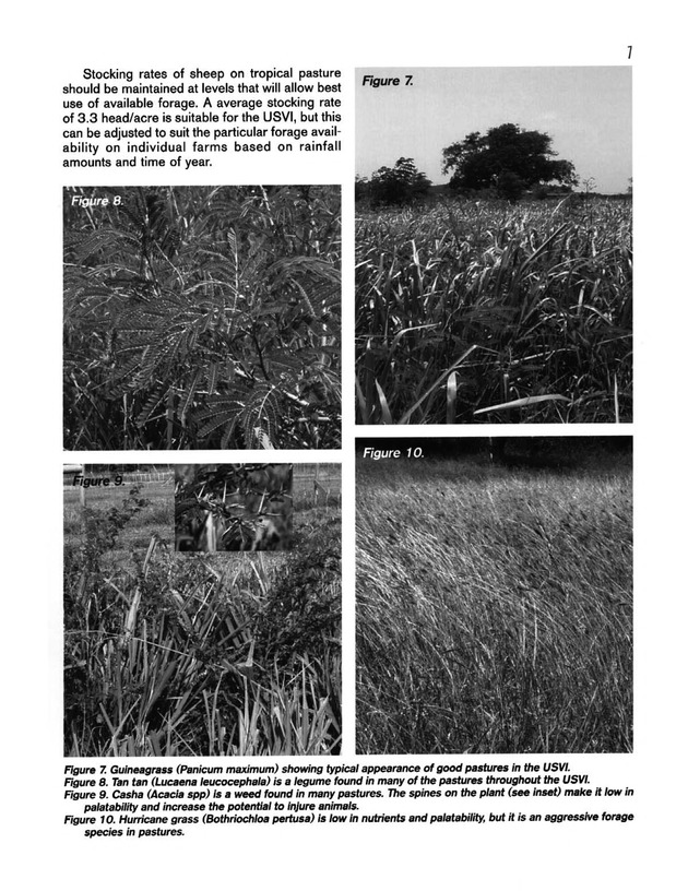 Hair sheep production in the U.S. Virgin Islands - Page 7