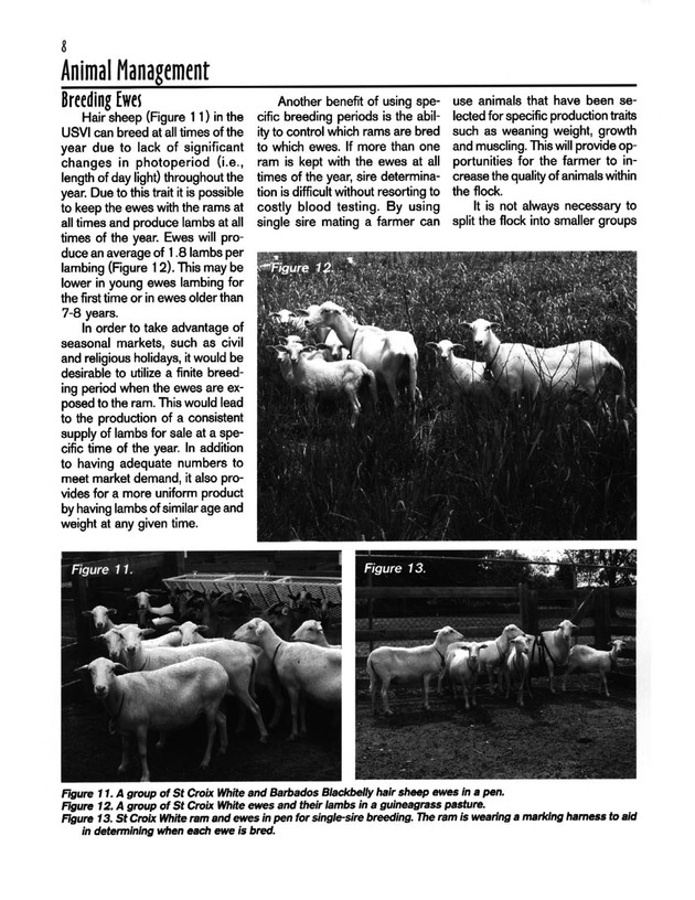 Hair sheep production in the U.S. Virgin Islands - Page 8