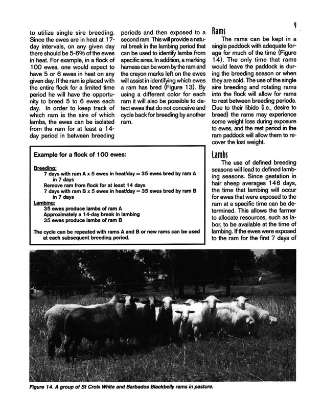 Hair sheep production in the U.S. Virgin Islands - Page 9