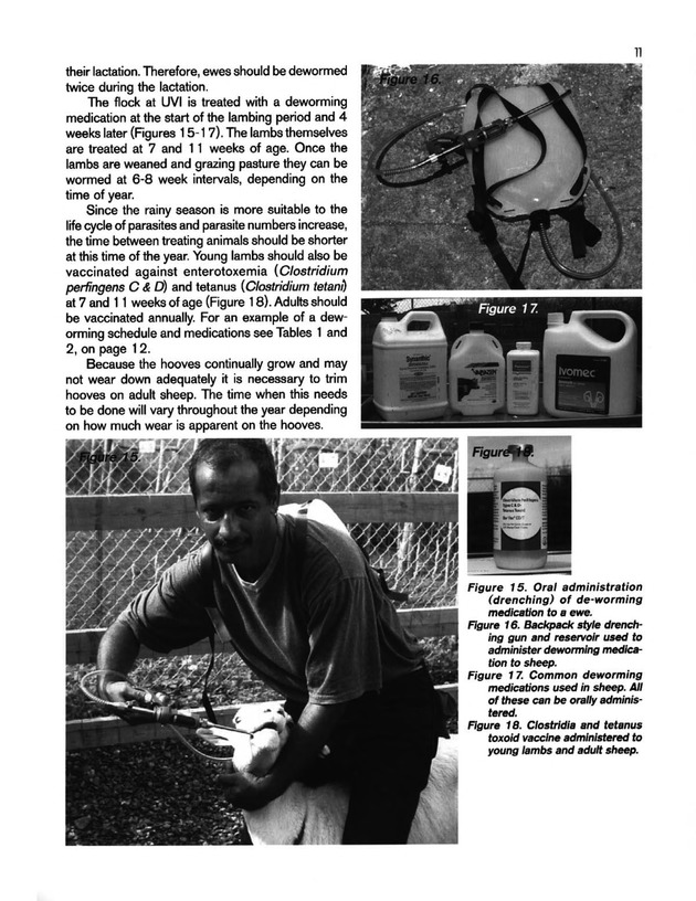 Hair sheep production in the U.S. Virgin Islands - Page 11