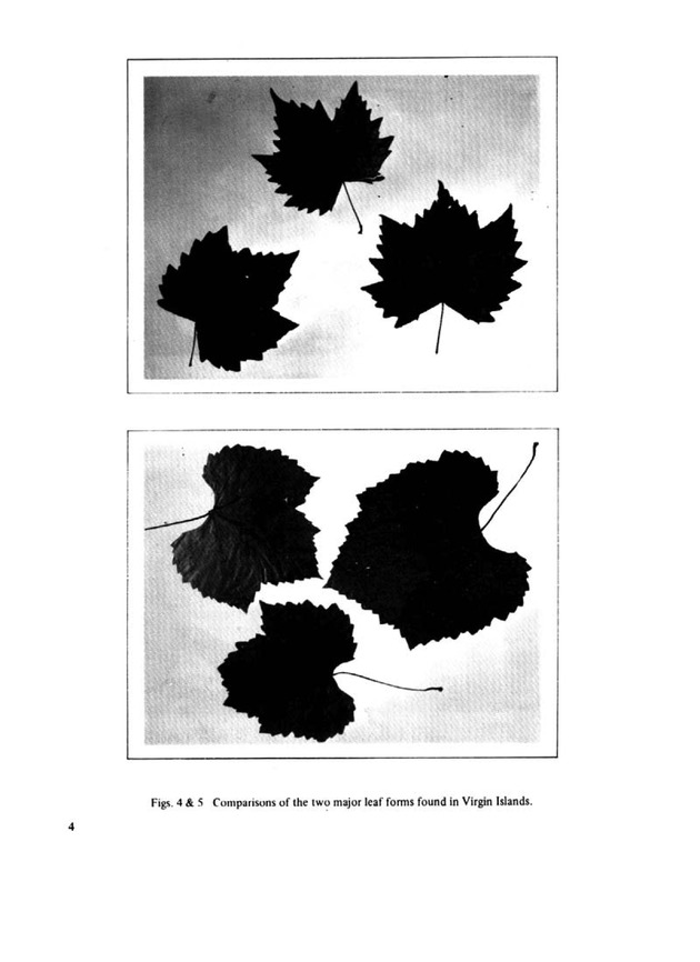 Prospects for growing grapes in the U.S. Virgin Islands - Page 4