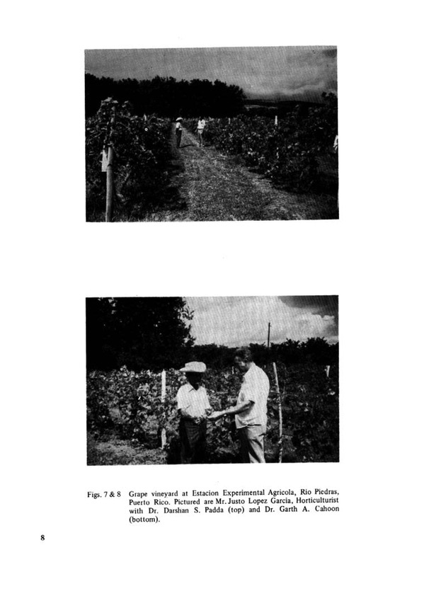 Prospects for growing grapes in the U.S. Virgin Islands - Page 8