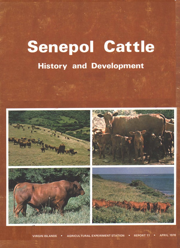 Senepol Cattle: History and development - Front Cover 1