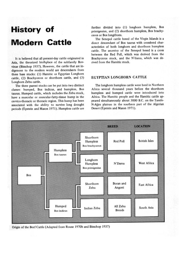 Senepol Cattle: History and development - Page 2