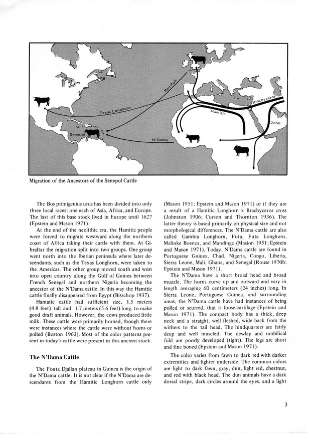 Senepol Cattle: History and development - Page 3