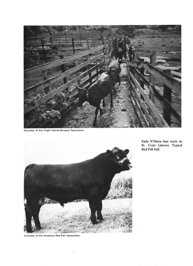 Senepol Cattle: History and development - Page 5