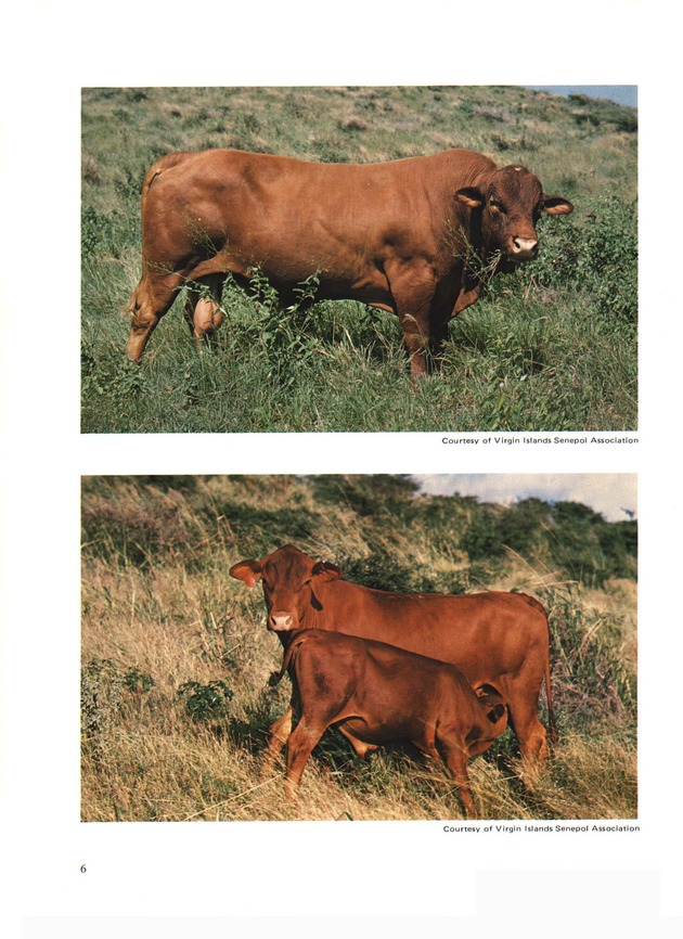 Senepol Cattle: History and development - Page 6