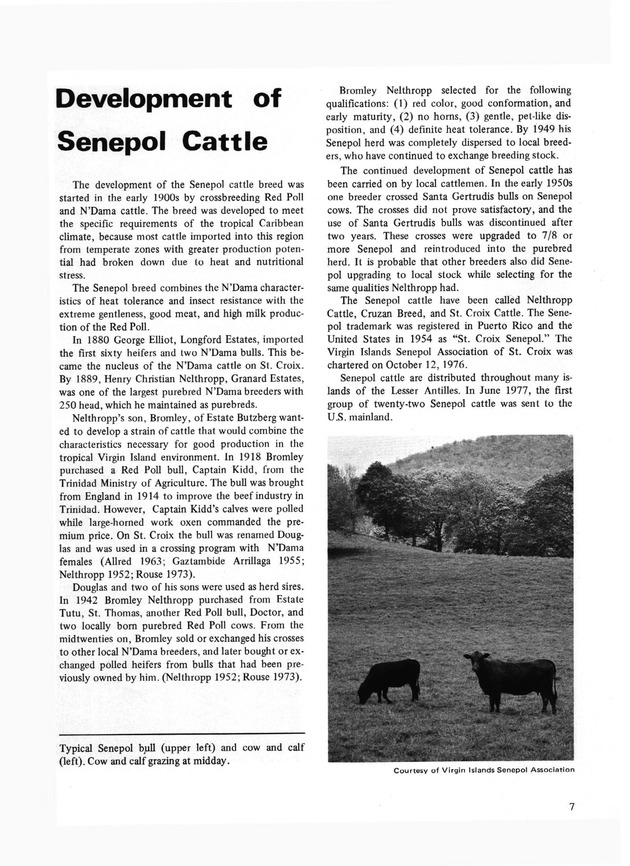 Senepol Cattle: History and development - Page 7