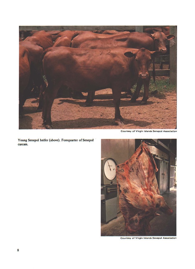 Senepol Cattle: History and development - Page 8