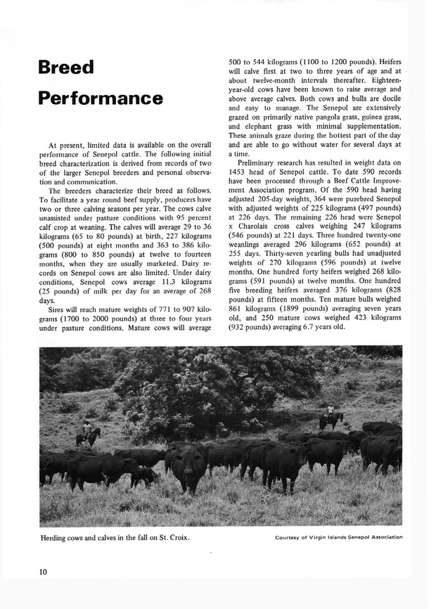 Senepol Cattle: History and development - Page 10