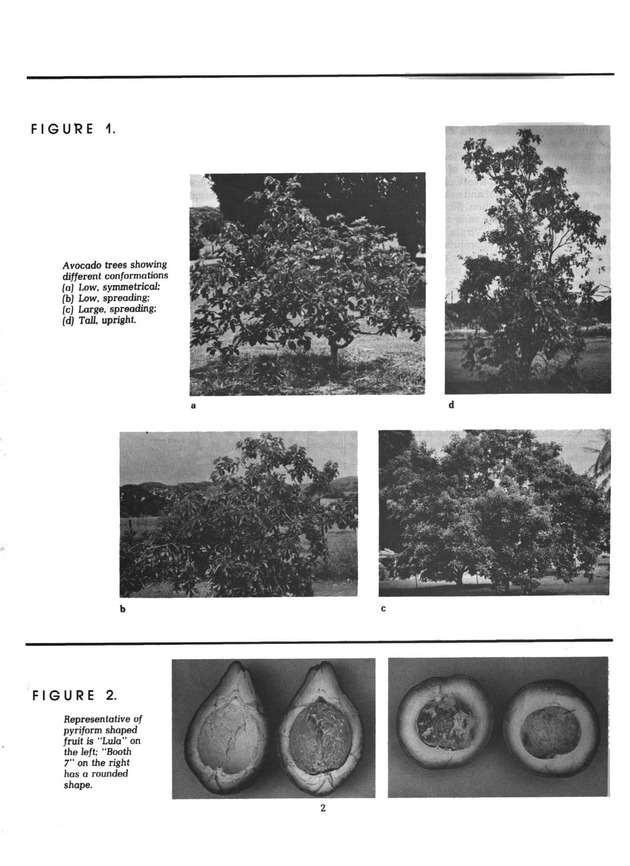 Avocado production & marketing - Page 2