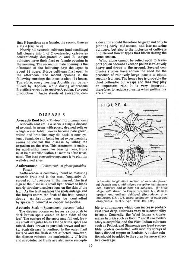 Avocado production & marketing - Page 10